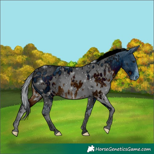 Horse Color:ERROR: UNKNOWN ANOMALY