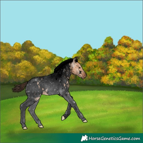 Horse Color:Void White Spotted Bay Dun Tobiano Appaloosa 