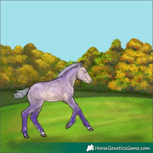 Horse Color:Platinum Watercolor Silver Buckskin Dun 