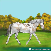 Horse Color:White Spotted Bay Onyx Splash Tobiano