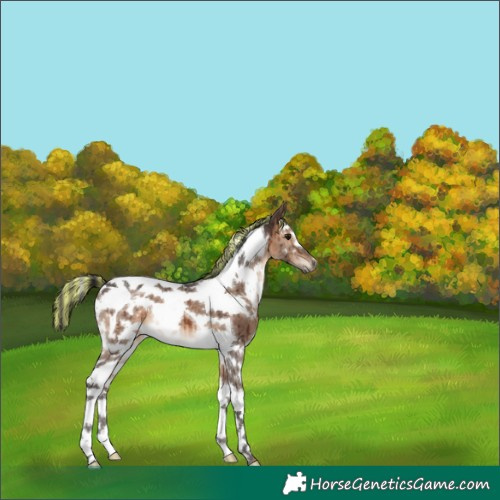 Horse Color:Painted White Spotted Brown Dun Tobiano Brindle 
