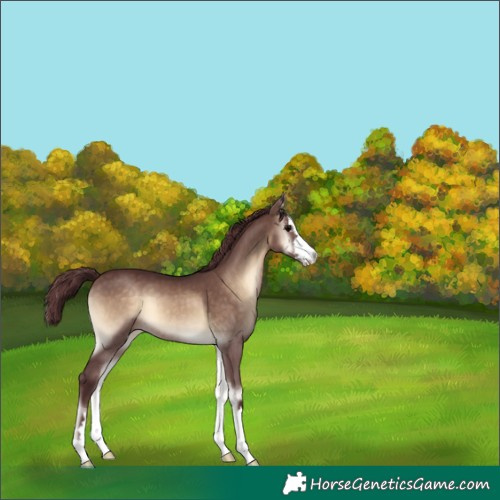 Horse Color:Chocolate Brown Onyx