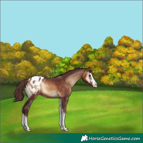 Horse Color:Chocolate Brown Onyx Appaloosa