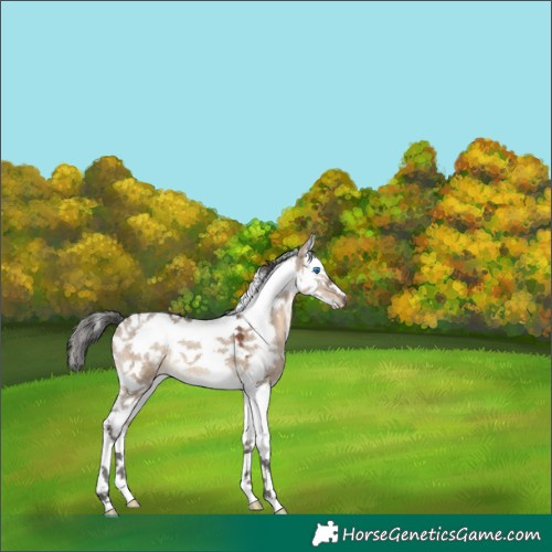 Horse Color:White Spotted Brown Dun Splash Tobiano 