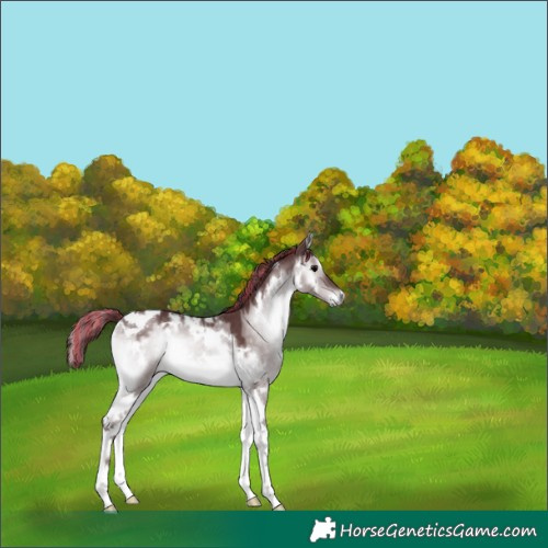Horse Color:Platinum Painted White Spotted Chocolate Brown Onyx Tobiano 