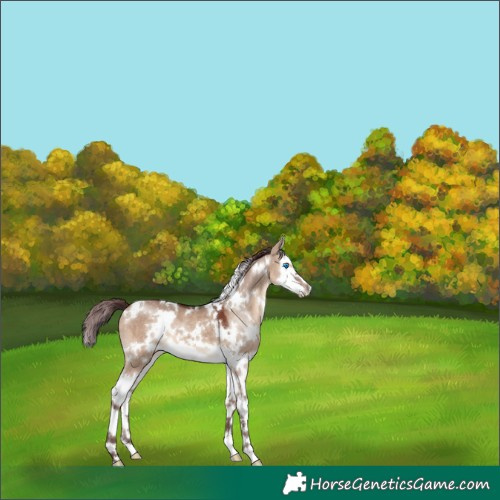 Horse Color:White Spotted Chocolate Brown Dun Splash 