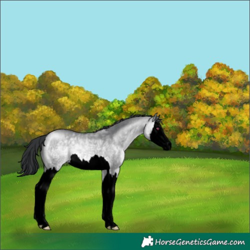 Horse Color:Void Brown Chinchilla Dun Splash 