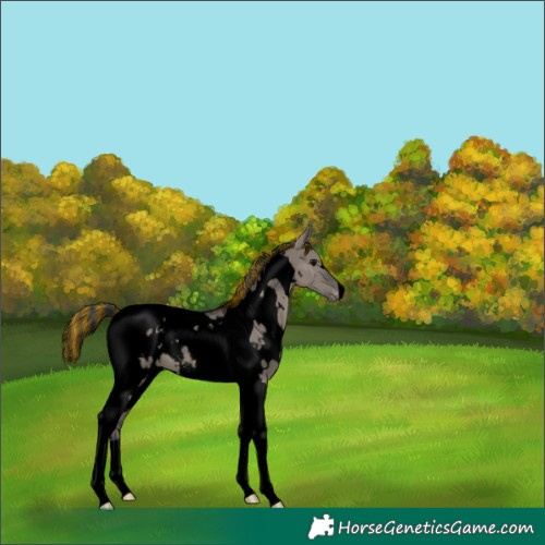 Horse Color:Void Painted White Spotted Grullo Tobiano Appaloosa 