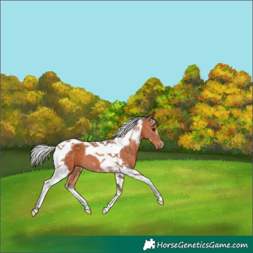 Horse Color:Silver Bay Tobiano 
