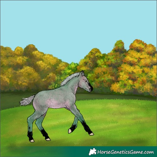 Horse Color:Void Watercolor Silver Brown Dun 