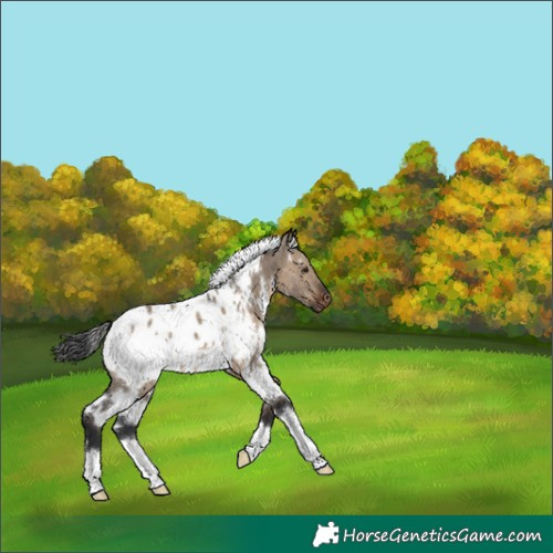 Horse Color:White Spotted Brown Dun Appaloosa 