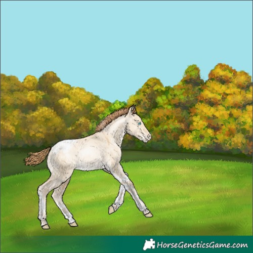 Horse Color:Buckskin Pearl Dun Tobiano Appaloosa 