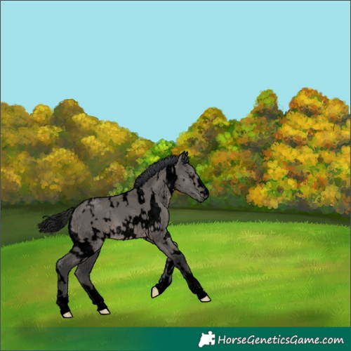 Horse Color:Void White Spotted Grullo 