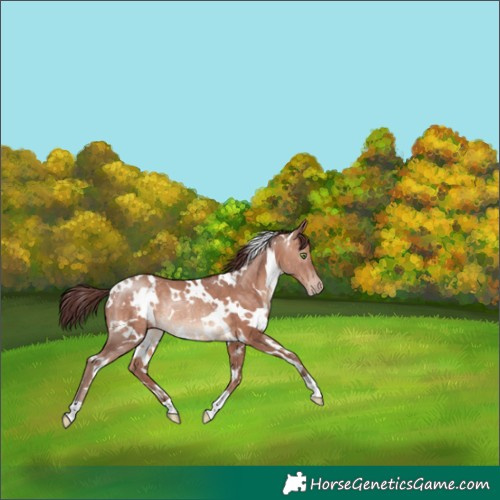 Horse Color:White Spotted Chocolate Sable Champagne Rabicano 