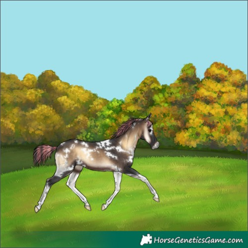 Horse Color:Painted White Spotted Brown Onyx 