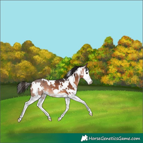 Horse Color:White Spotted Bay Splash 