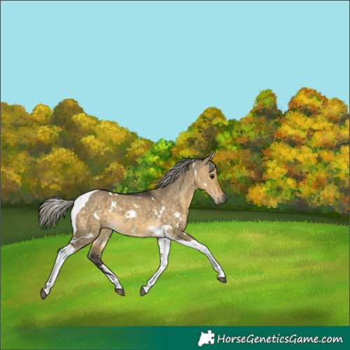 Horse Color:White Spotted Silver Buckskin Dun Tobiano 