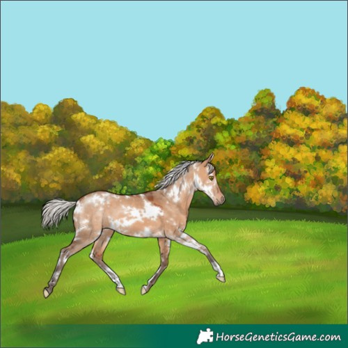 Horse Color:White Spotted Silver Bay Dun 