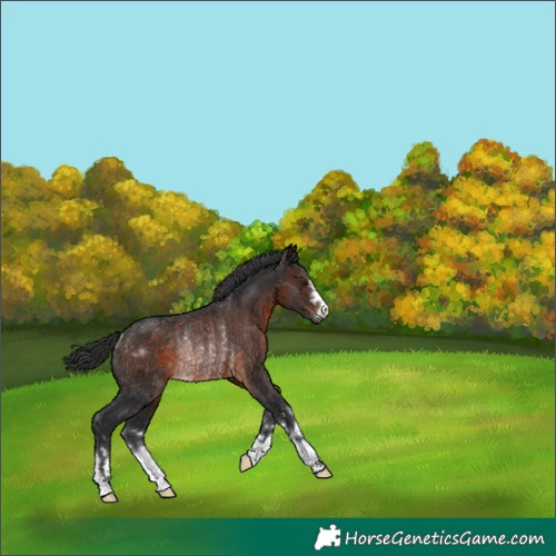 Horse Color:Brown Rabicano