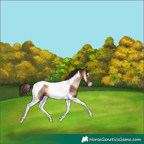 Horse Color:Painted Brown Onyx Tobiano