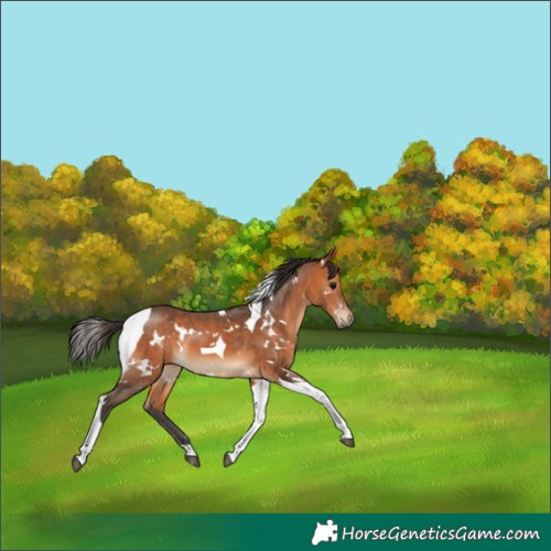 Horse Color:White Spotted Bay Tobiano 
