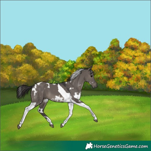 Horse Color:White Spotted Smoky Grullo Tobiano 