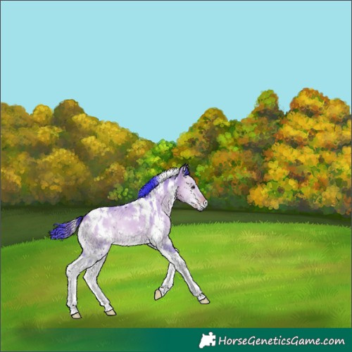 Horse Color:Watercolor White Spotted Buckskin Onyx Tobiano 