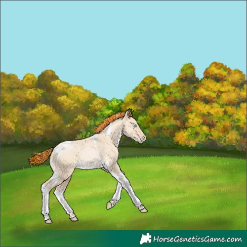 Horse Color:Painted Buckskin Pearl Dun Tobiano 