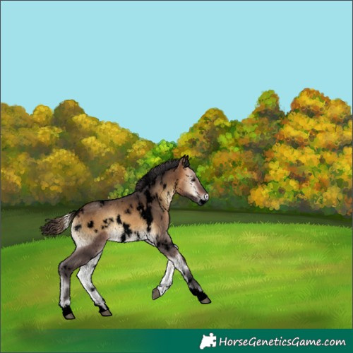 Horse Color:Void White Spotted Buckskin Onyx
