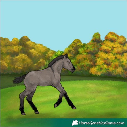 Horse Color:Void Smoky Grullo