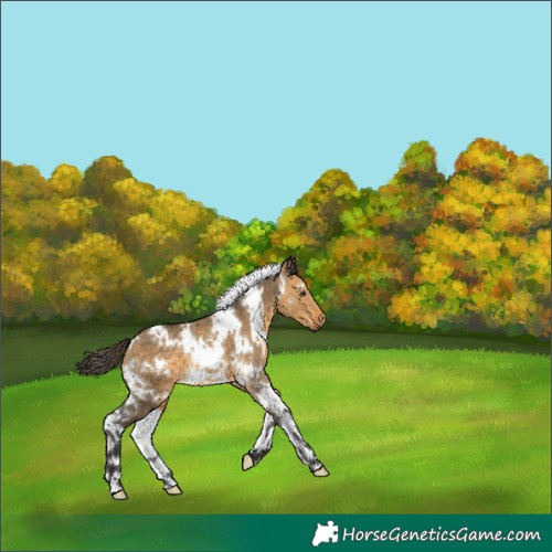 Horse Color:White Spotted Buckskin Dun 