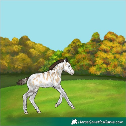 Horse Color:Buckskin Onyx Tobiano Appaloosa 