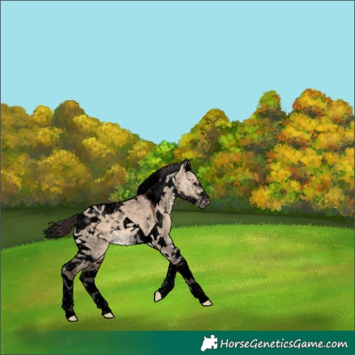 Horse Color:Void Bay Dun Tobiano