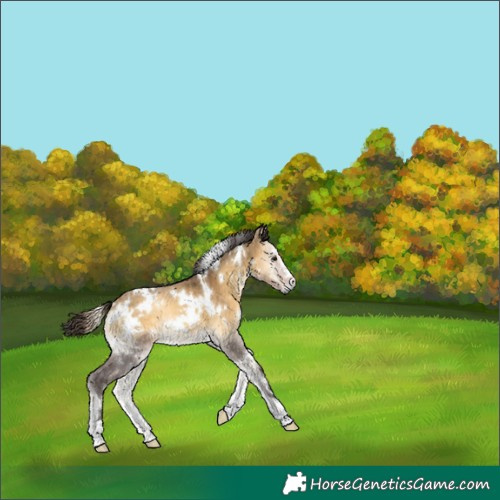 Horse Color:White Spotted Buckskin Onyx 