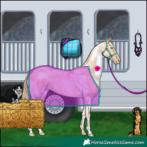 Horse Color:White Spotted Buckskin Pearl Dun 