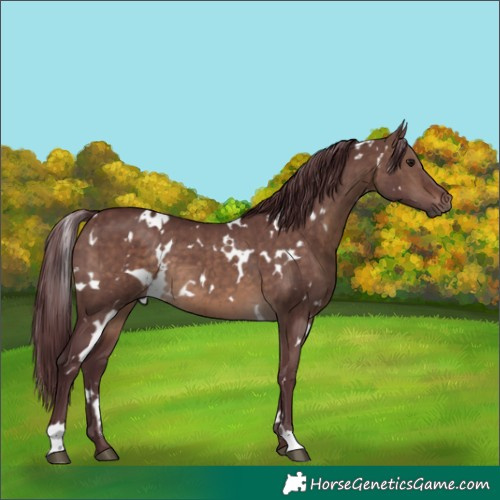 Horse Color:White Spotted Chocolate Brown Dun Brindle 