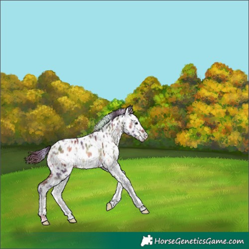 Horse Color:Nacre White Spotted Chocolate Brown Onyx Sabino Near Leopard 