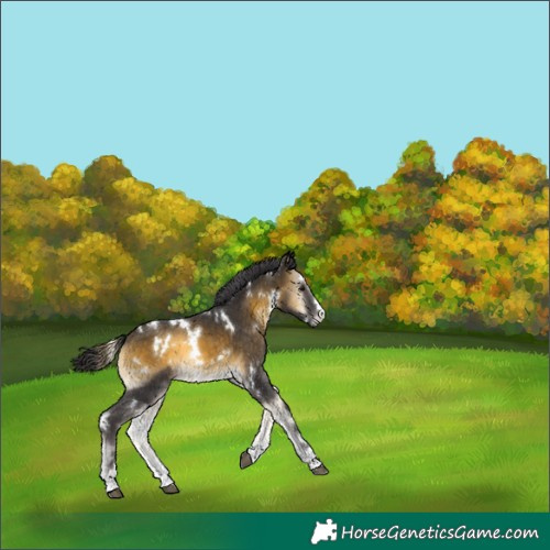 Horse Color:White Spotted Buckskin Onyx 