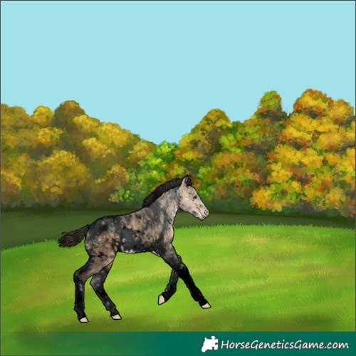 Horse Color:Void White Spotted Buckskin Dun Tobiano 