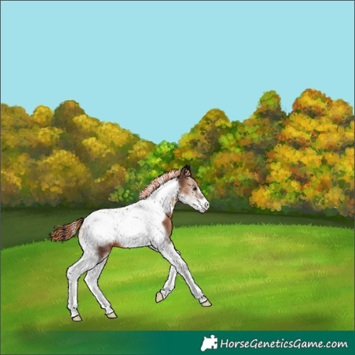 Horse Color:Painted White Spotted Bay Onyx Tobiano Frame Appaloosa 
