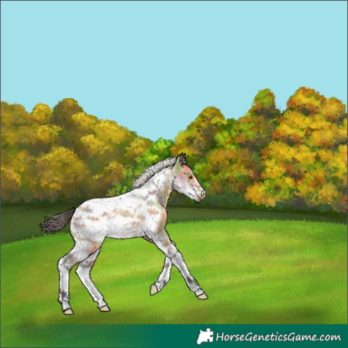 Horse Color:Nacre Buckskin Dun Tobiano Frame 