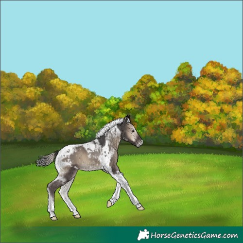 Horse Color:Smoky Blue Onyx Tobiano 