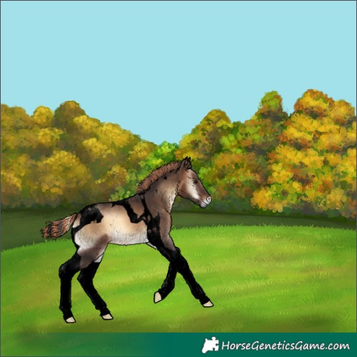 Horse Color:Void Painted Bay Onyx Tobiano 