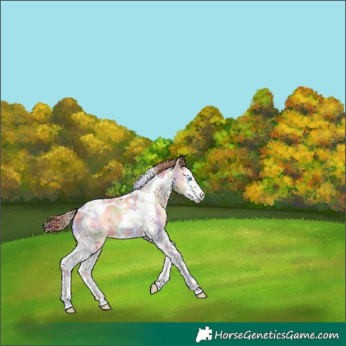 Horse Color:Nacre Buckskin Pearl Onyx Splash Tobiano 