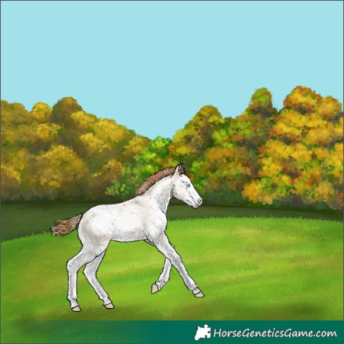 Horse Color:White Spotted Buckskin Roan Pearl Dun Splash 