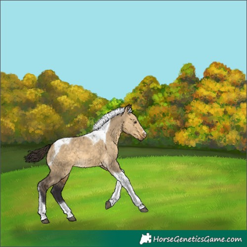 Horse Color:Buckskin Dun Tobiano 