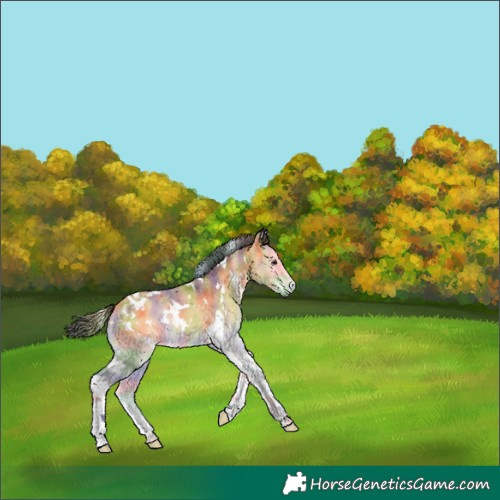Horse Color:Nacre White Spotted Buckskin Onyx Tobiano 