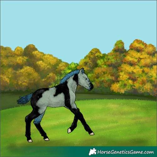 Horse Color:Void Watercolor Smoky Grullo Tobiano 