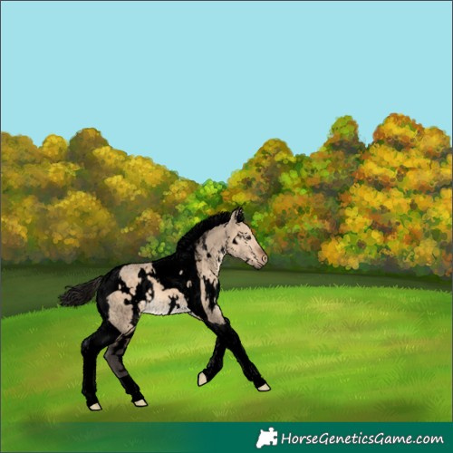 Horse Color:Void White Spotted Brown Dun Tobiano 