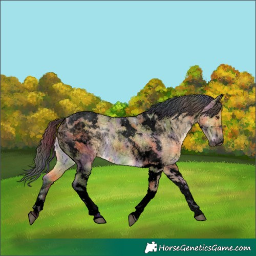 Horse Color:Void Nacre Buckskin Dun Tobiano